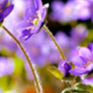 Meet your Posher, Darlene